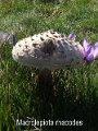 Chlorophyllum rhacodes-amf1196